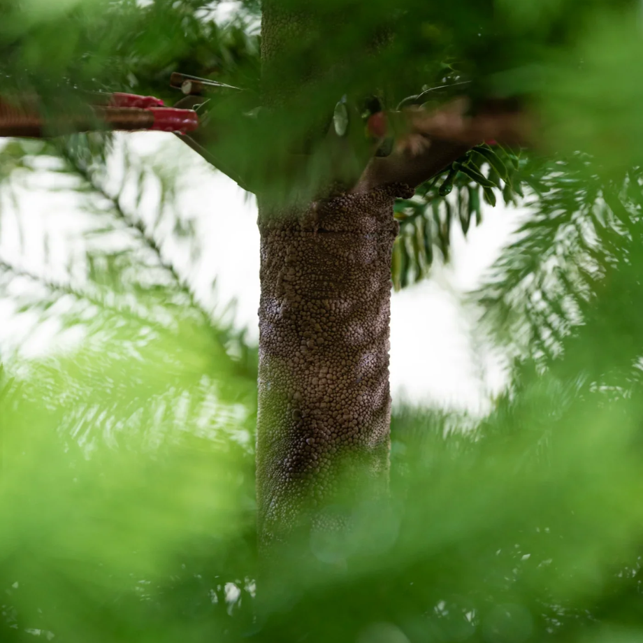 "Royal" Christmas Tree 100% PE Real Touch Effect