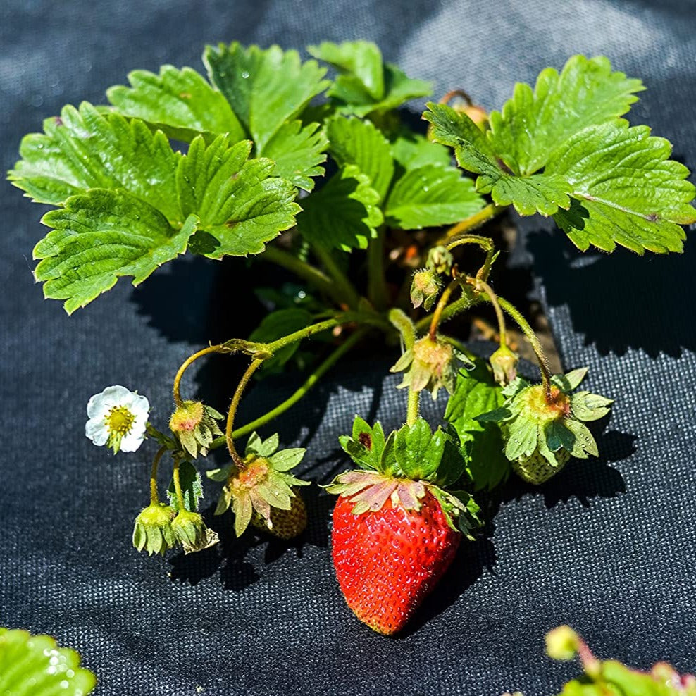 Telo per pacciamatura in TNT nero anti erbacce e UV permeabile