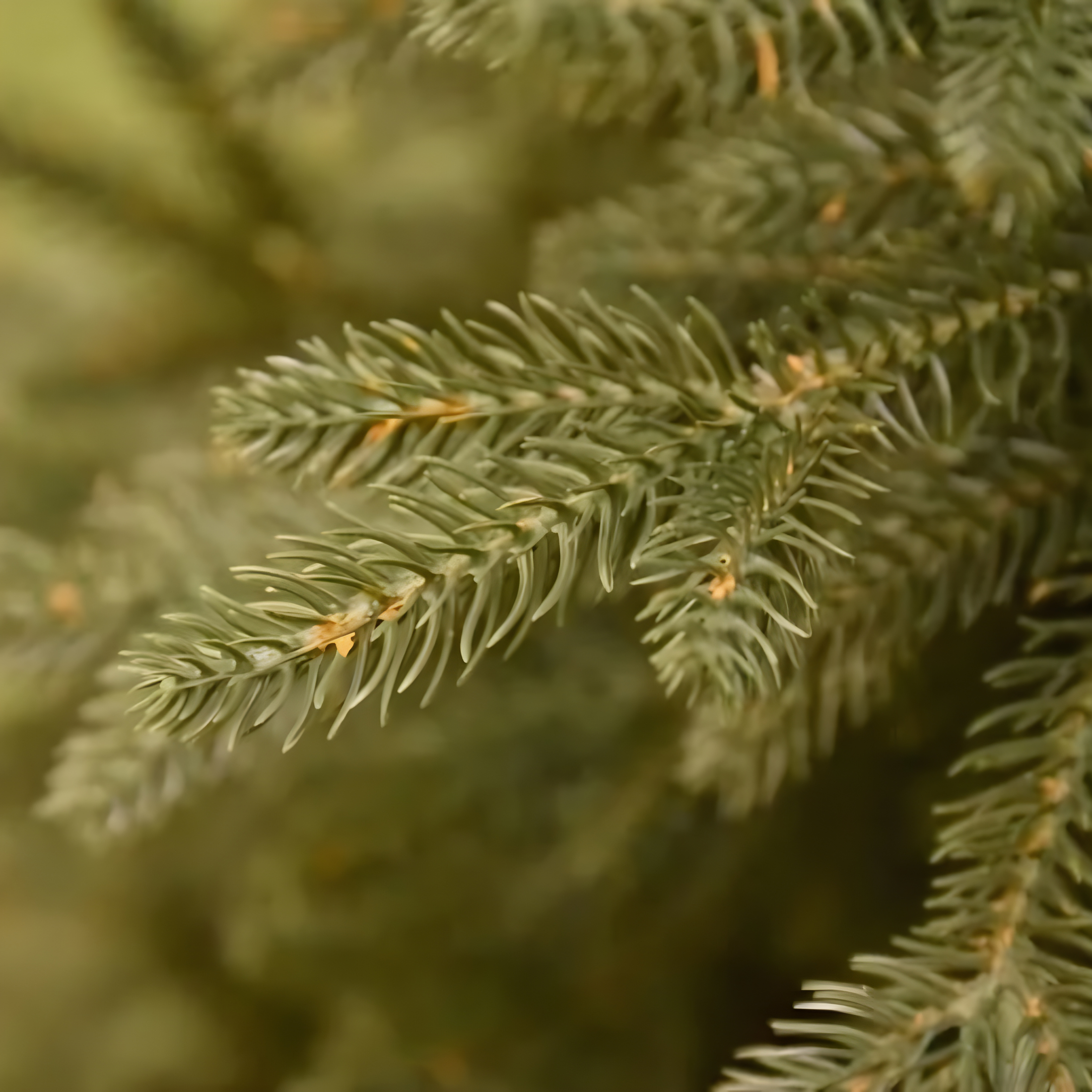 100% modern "North Star" Christmas tree in high quality Real Touch PE effect