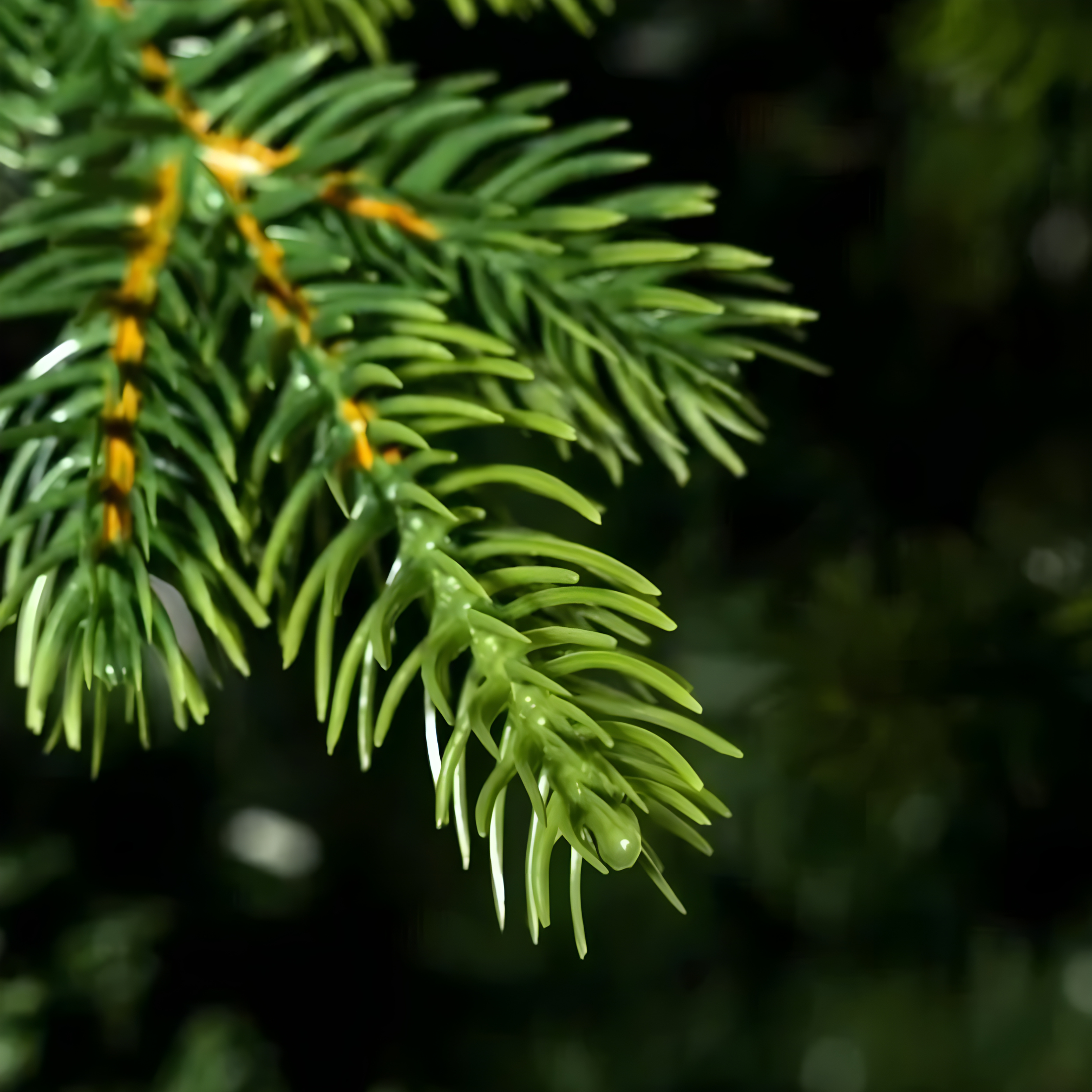 Reindeer Christmas tree with modern trunk included in PE with Real Touch effect