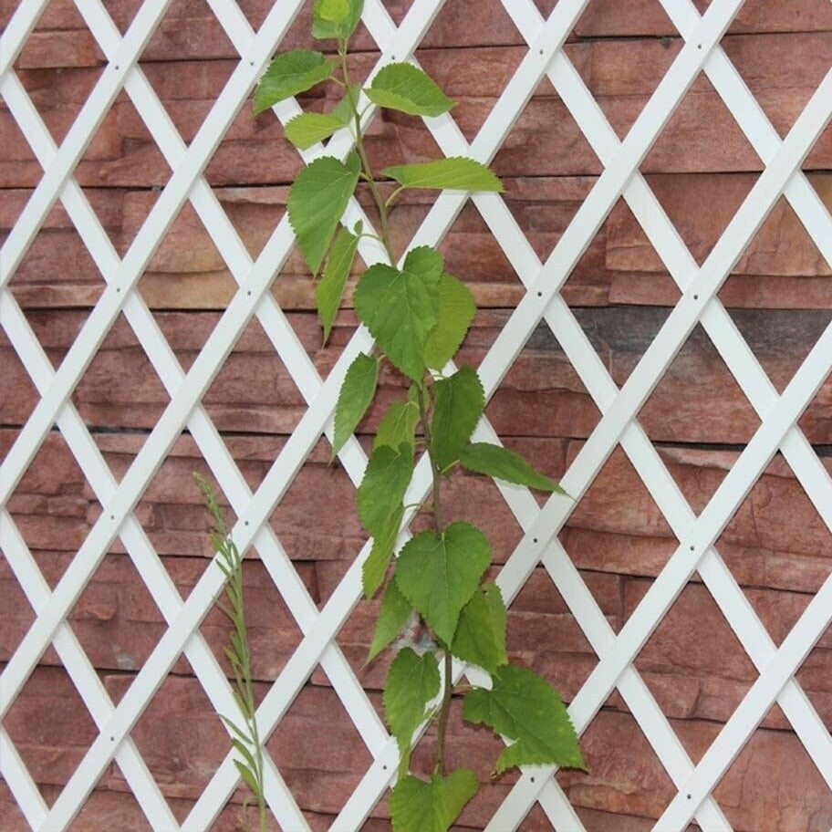 Traliccio estensibile a parete in PVC da giardino 1 mt