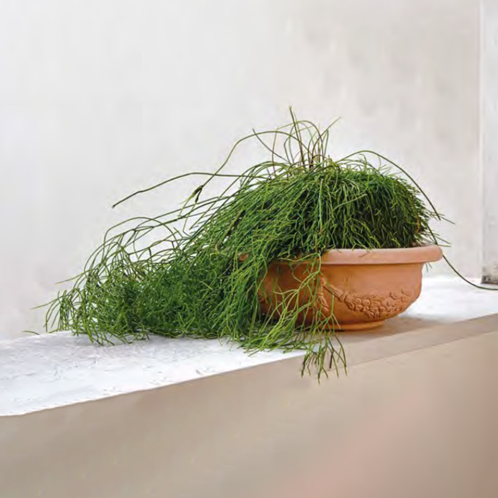 Sottovaso per fioriera in resina Flora impruneta per esterno