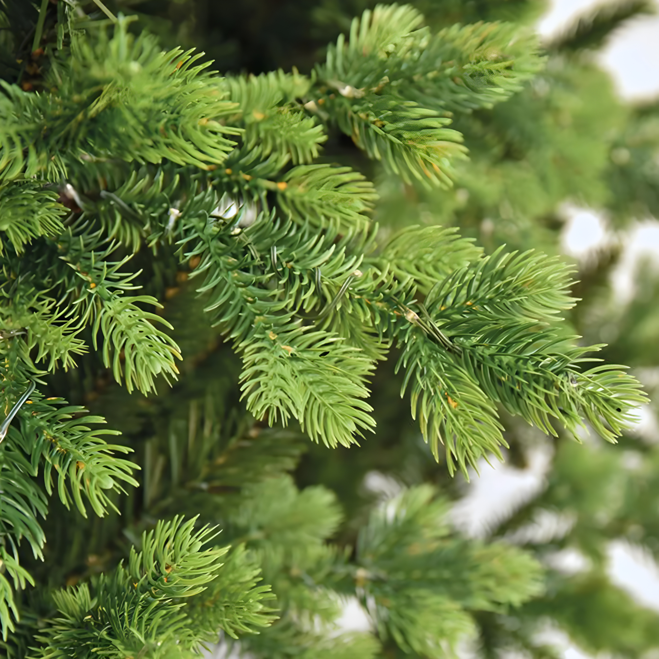 Aurora Christmas Tree with Built-in Micro LEDs, 80% PE, Real Touch Effect