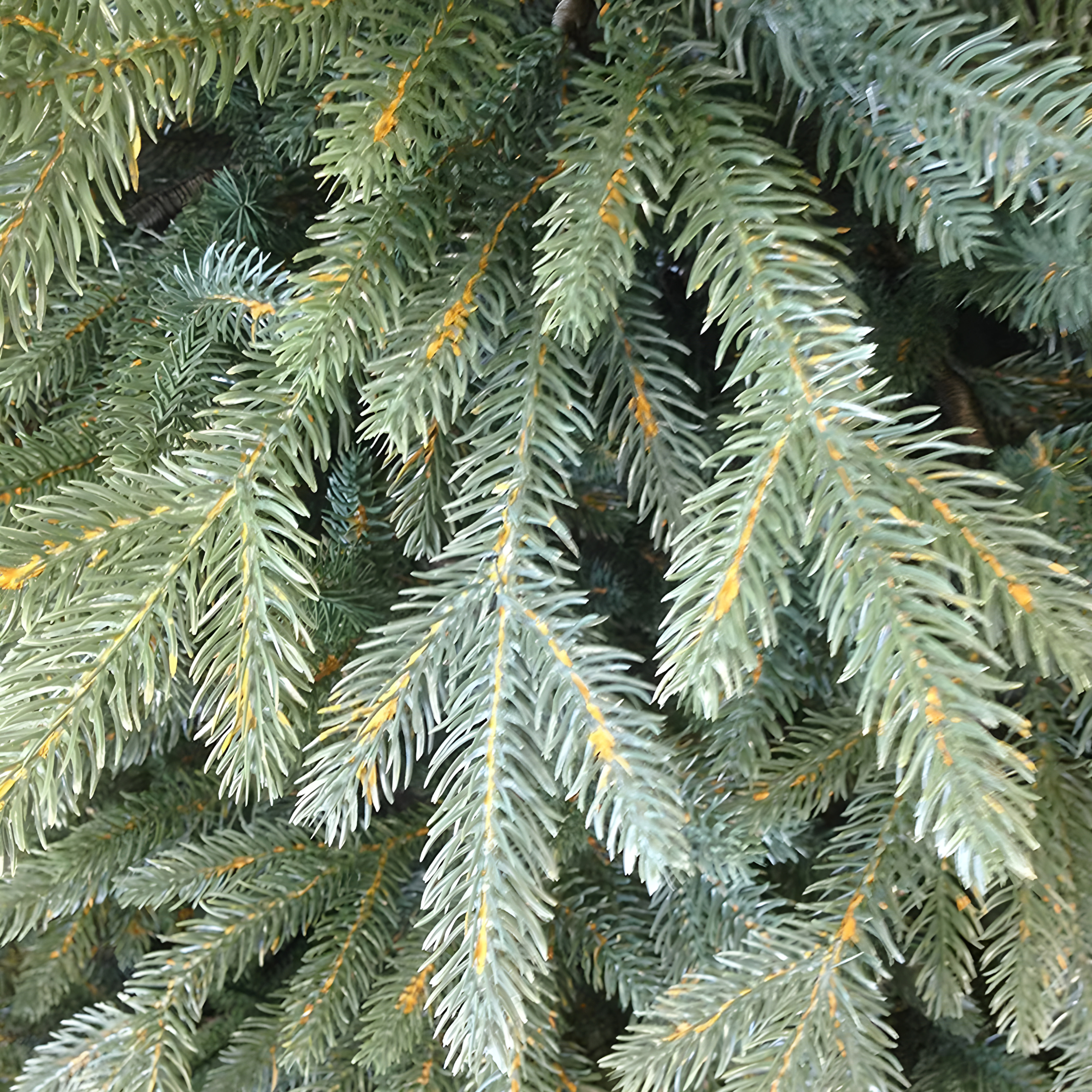 100% modern "North Star" Christmas tree in high quality Real Touch PE effect