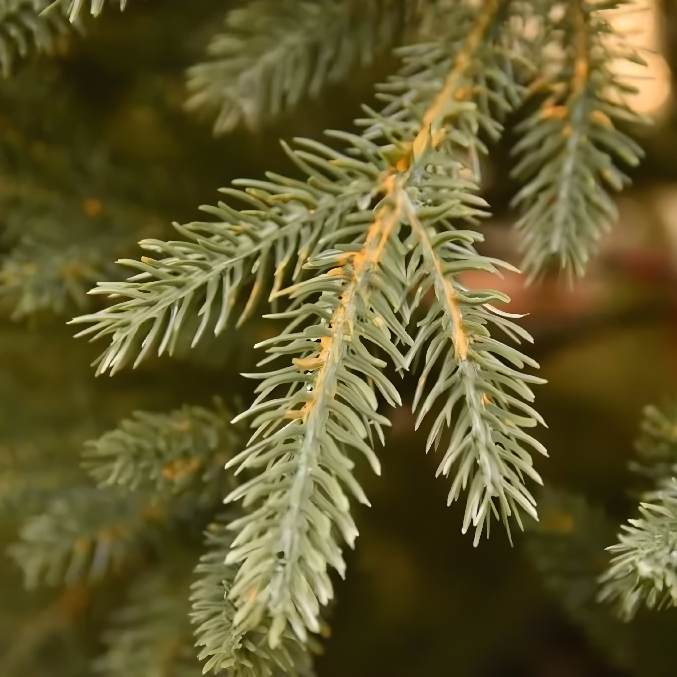 100% modern "North Star" Christmas tree in high quality Real Touch PE effect